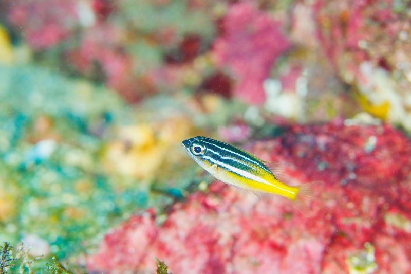 東伊豆・八幡野に激レア生物出現！