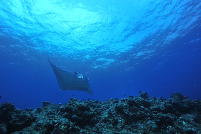 石垣島南部エリア、石西礁湖南端に位置する新城（パナリ）島の沖にあるスポット「パナリビッグコーナー」。マンタと高確率で遭遇できます！

