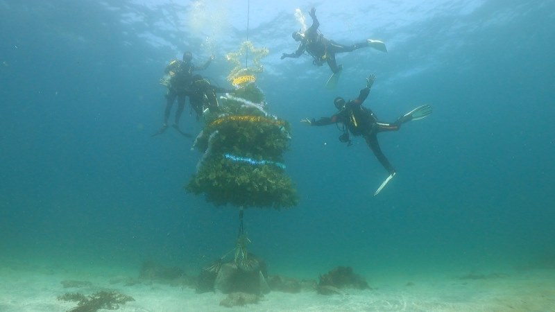 富戸の海中にクリスマスツリー登場！