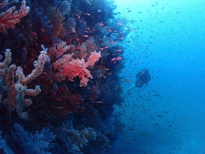 この時期らしい透明度が良い青い海、最高！

