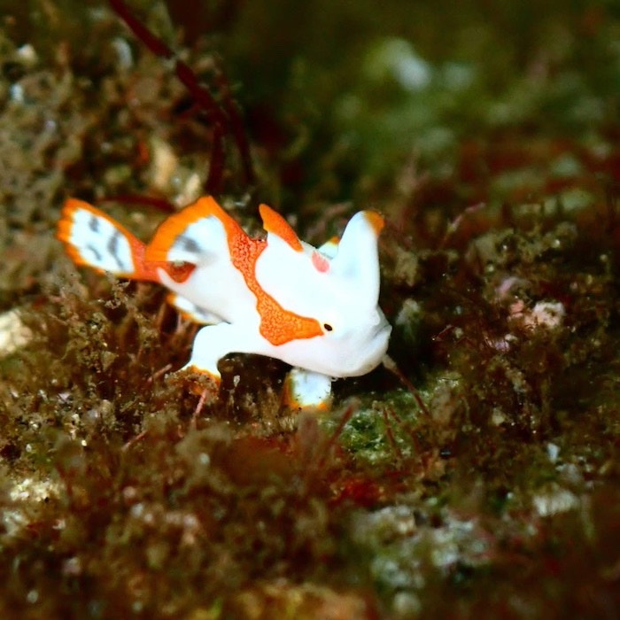 クマドリカエルアンコウは紅白カラーで年末年始ダイビングにぴったり♪

