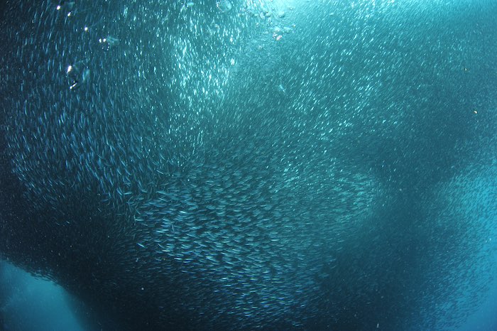 フィリピンのセブ島 モアルボアルでは、イワシトルネードやイワシ玉（正確にはイワシの仲間のミズン）で有名なスポットも！「ハウスリーフ」

