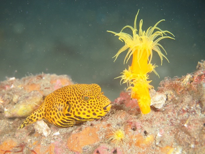 おしゃれ模様のモヨウフグ幼魚。フォト派にはたまらない！

