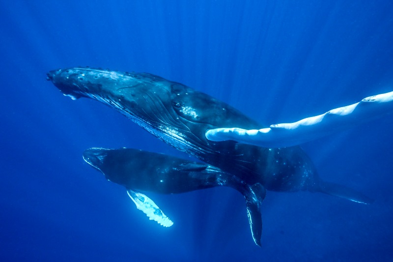 タヒチ クジラの親子 (撮影：高砂淳二)