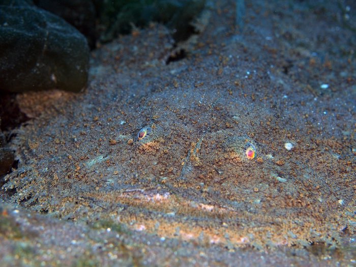 砂地に隠れるアンコウ。見つけられるかな？

