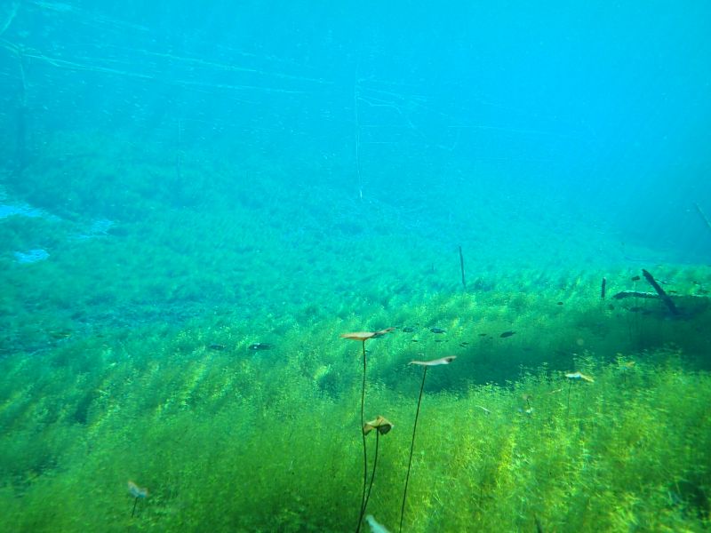 メキシコ・セノーテの幻想的な水中世界！