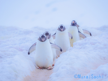 写真：むらいさち（南極ロケの撮りおろし、ペンギンたち）