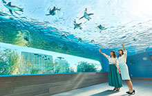 ダイバーが見たい海の世界が集結 サンシャイン水族館