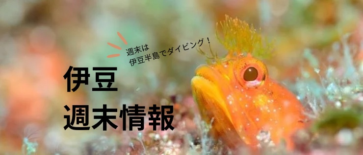 伊豆週末情報〜熱海、富戸、神子元、大瀬崎、川奈〜