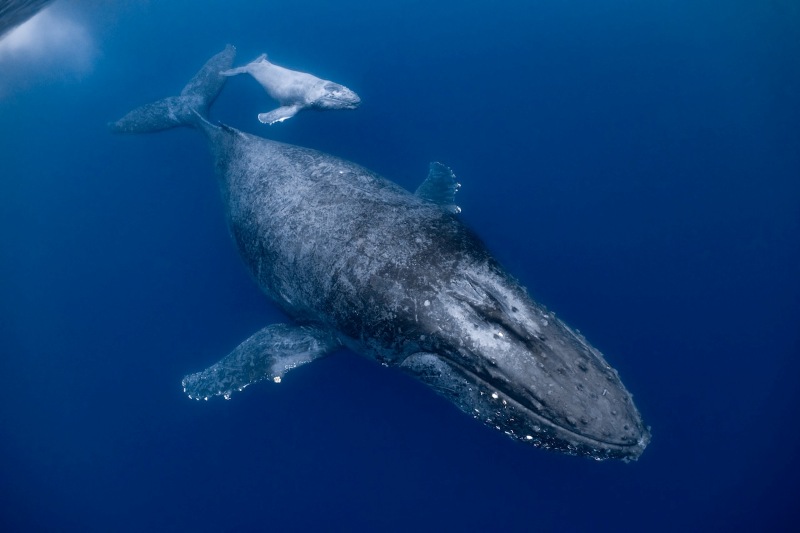 上出俊作さん写真集「The Whales Are Coming」より