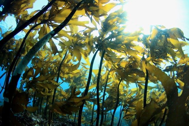 磯焼けが起こる前の葉山の海