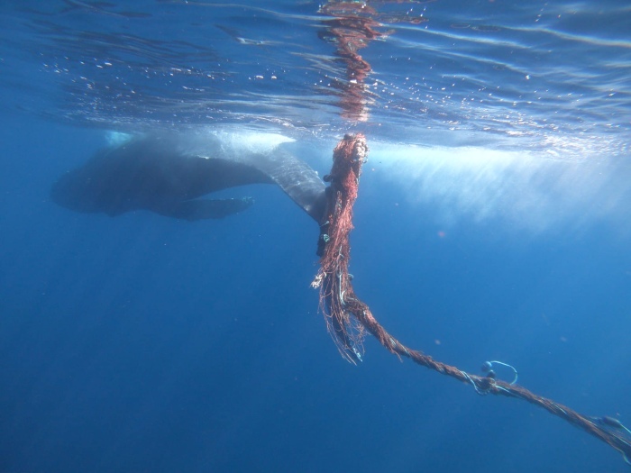 漁網に絡まったザトウクジラを救出！　メキシコのモブラ＆シャチサファリクルーズが遭遇
