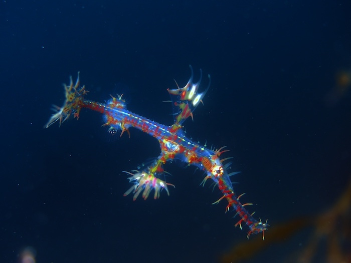 南方系もそろそろシーズンイン! ニシキフウライウオの幼魚は色素も未発達のため、ボディはシースルー