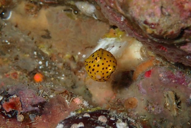 ダイバーに大人気! ミナミハコフグの幼魚