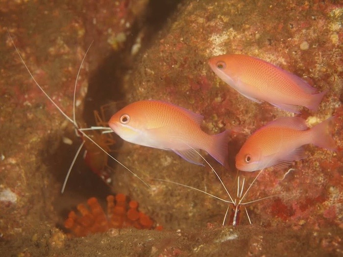 ペアのアカシマシラヒゲエビとアカオビハナダイ