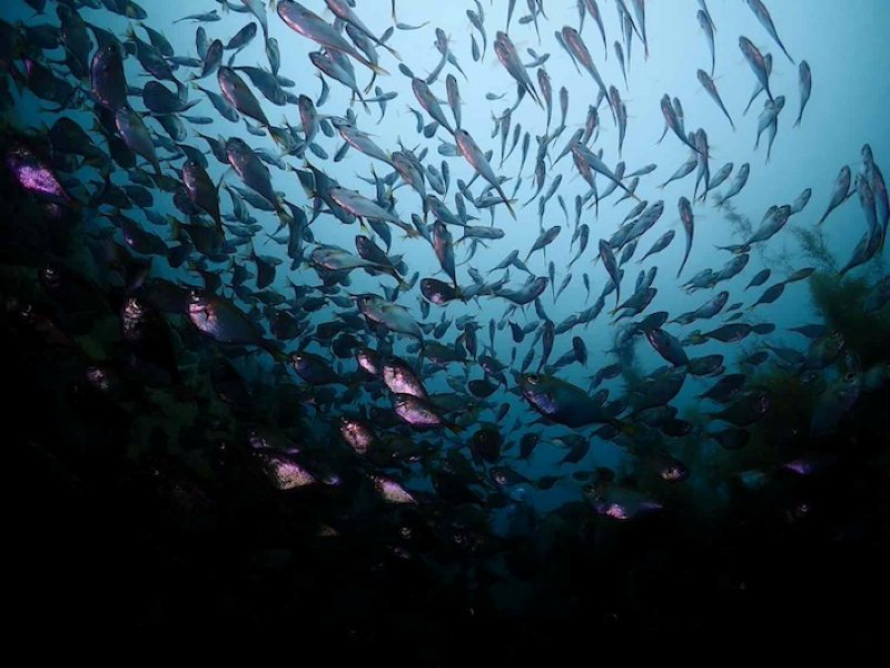 「湾内」で見られているハタンポの群れ