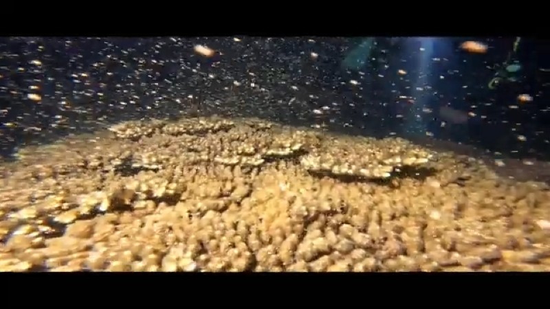 和歌山県の南紀 串本でテーブルサンゴのクシハダミドリイシが大産卵！