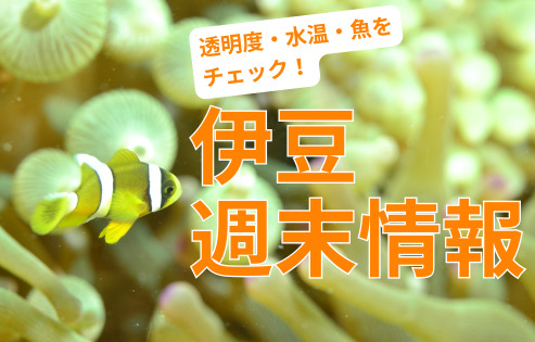 伊豆週末情報〜富戸、IOP、神子元、獅子浜〜