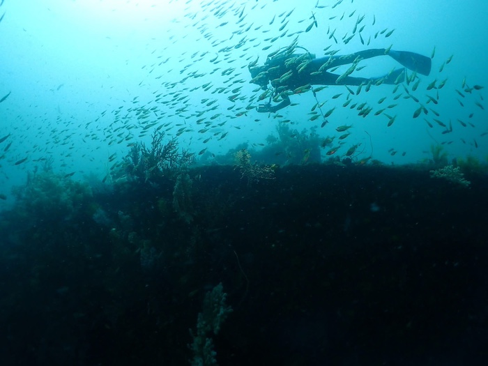 今、「沈船」の魚影が濃い! おすすめの時期です
