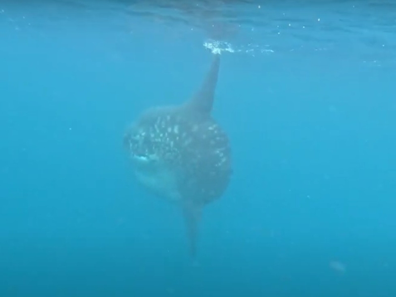 冷水塊で大当たり！　八丈島にマンボウ出現！