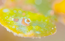 【連載】デジタル一眼始めよう！第9回 マクロレンズで小さな生きものを撮ろう！