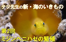 【連載】新・海のいきもの　第２回ミジンベニハゼの繁殖