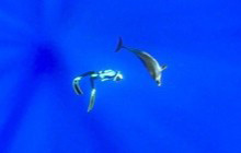 〈連載〉野生のイルカと泳ごう！第３回「小笠原のイルカに会いに行こう！」