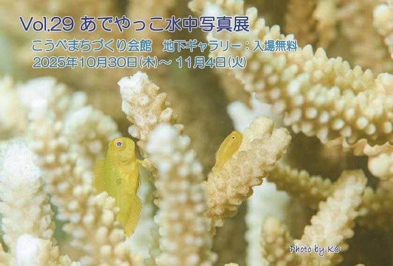 《あでやっこ水中写真倶楽部》写真展開催
