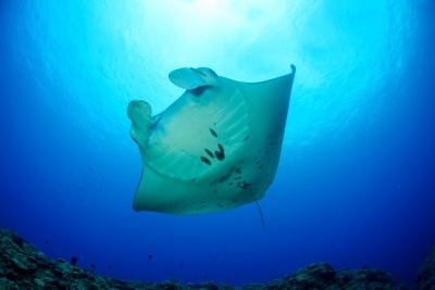 マリンダイビングWEB ライター募集！