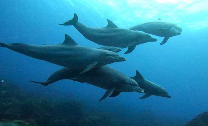 写真提供/ 仲谷順五(アルケロンダイビングクラブ)