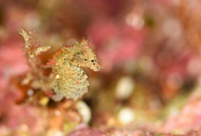 写真提供/ 仲谷順五(アルケロンダイビングクラブ)