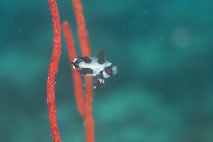 お尻をフリフリ振って泳ぐ姿が愛くるしいマダラタルミも！

