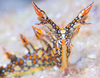 「燃えよドラゴン」　松永 篤男さん