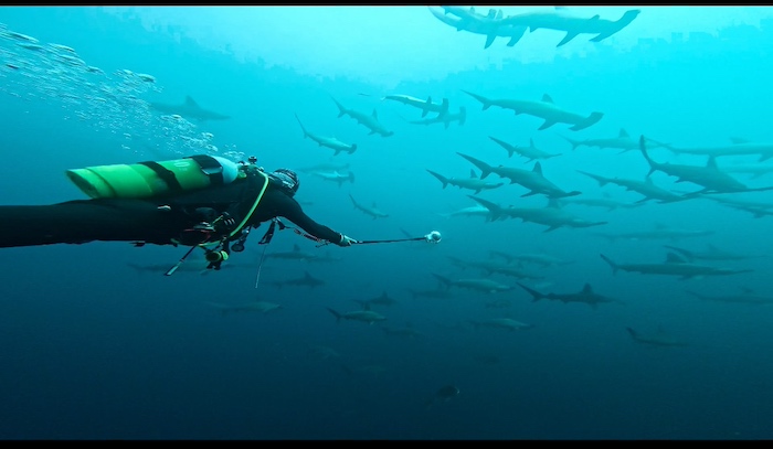 運が良ければ、ハンマーの群れにこんなに近づけることも！

