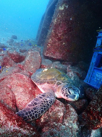 ひと休みしているアオウミガメにも会えるかも！

