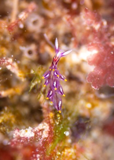 ●ウミウシ賞
「葉山の森の魔女」
高浦秀雄さん