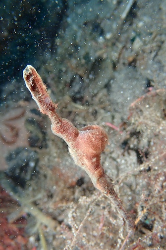 Photo by 遠藤大樹（えんどうひろき）さん
「ベルベットゴーストパイプフィッシュはペアで、メスは卵を持っていたんですよ！」

