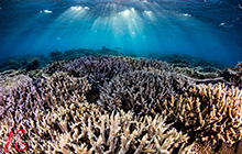 RGBlueの最新水中ライトで海中をより自然に撮る！新登場SYSTEM02 Tricolorの魅力