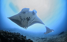 宮古島の新マンタスポット「マンタホスピタル」初公開！