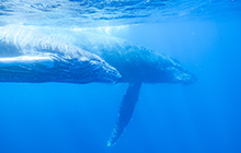 【連載】デジタル一眼始めよう！第10回 デジタル一眼でワイドな海を切り取ろう！