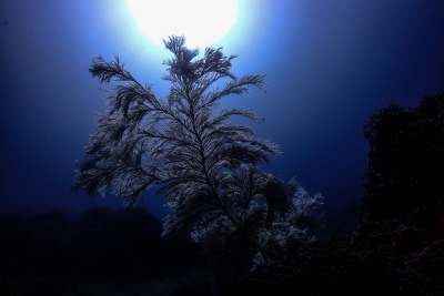 ●ビギナー準グランプリ
「月明かり」
清水善孝さん