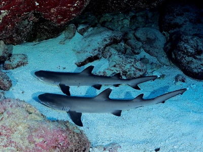 「海の中の背比べ」　堀川 浩さん