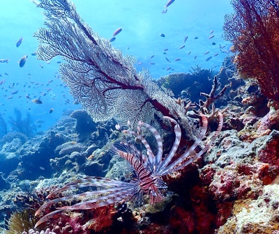 「八重干瀬」　津山 徹さん