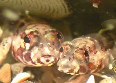 ●コンデジ準グランプリ
「ふたりだけの時間」
小野崎靖丈さん