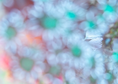 ●鍵井賞
「ふうせんとマリメッコ」
中島一輝さん
