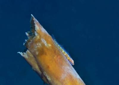 ●環境準グランプリ
「ひこばえを待ちながら」
森田徳子さん