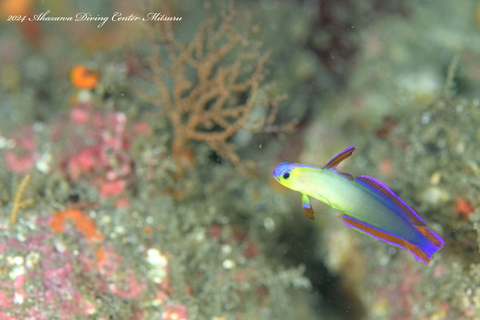 フォトジェニックなアケボノハゼ。写真に収めたい！

