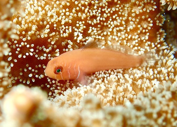 伊豆ではなかなか見ることができない、フタイロサンゴハゼ。この機会にぜひ！

