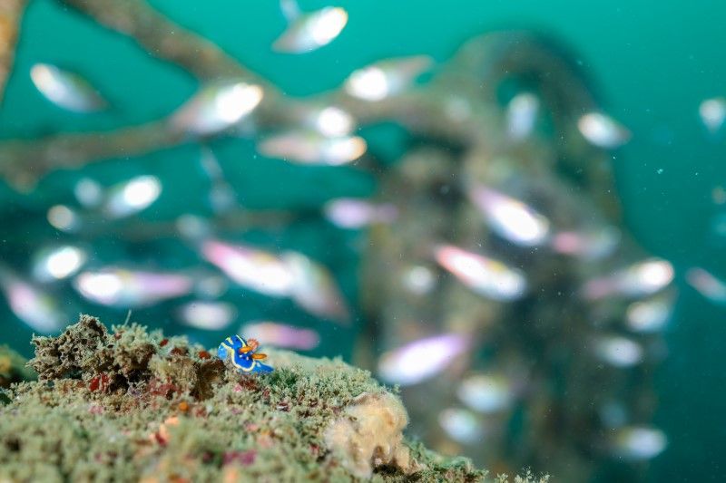 「アオのステージ」　呉怡さん