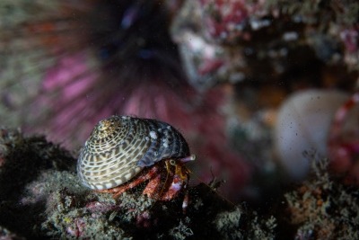 ●葉山漁協長賞
「葉山海中散歩」
清水達也さん